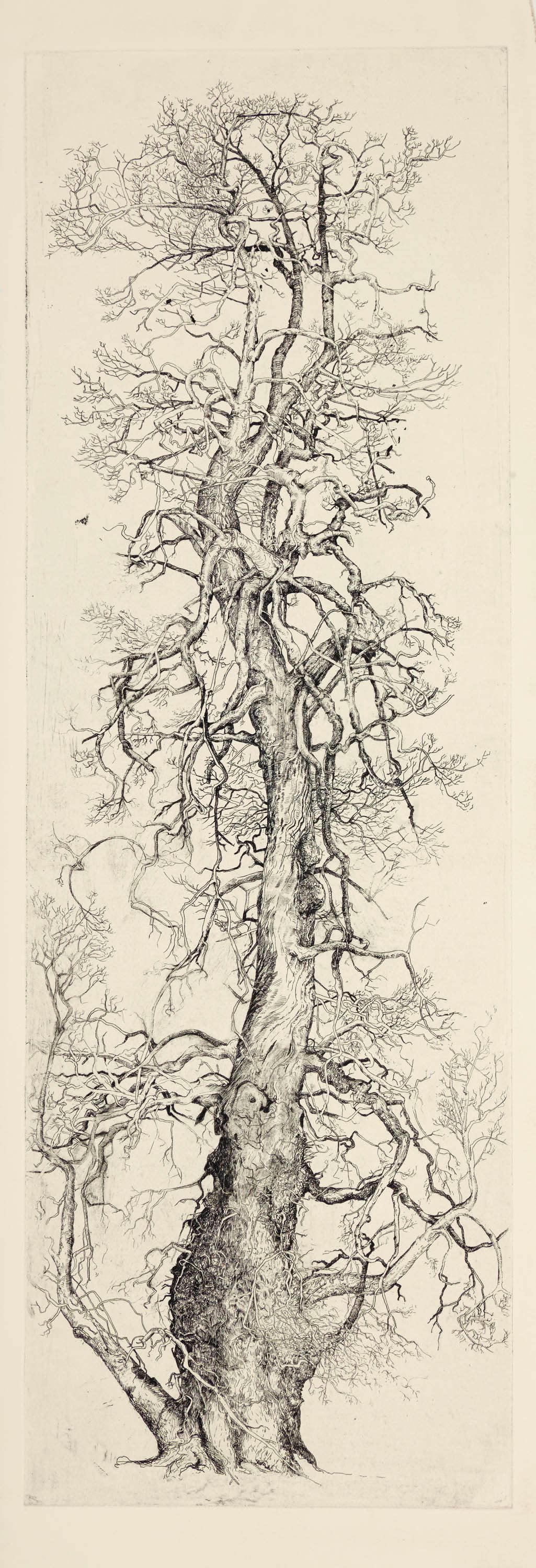 Ian Westacott, The Big Elm, Brahan, 2014