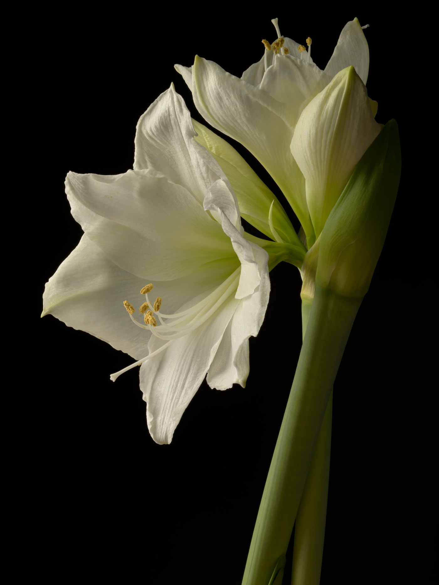 Tim Nighswander, Amaryllis Series 41 H, 2022