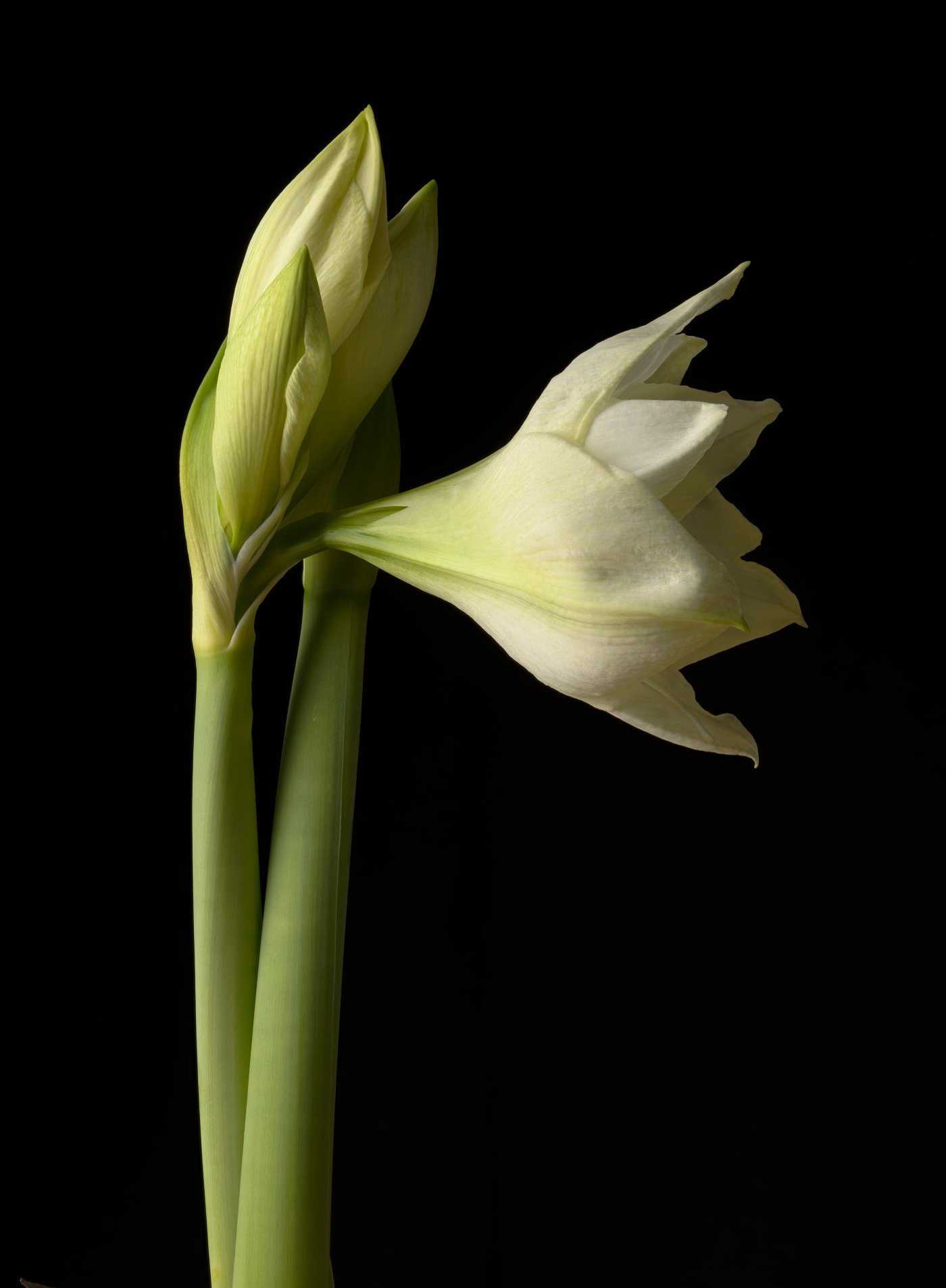 Tim Nighswander, Amaryllis Series 41 F, 2022