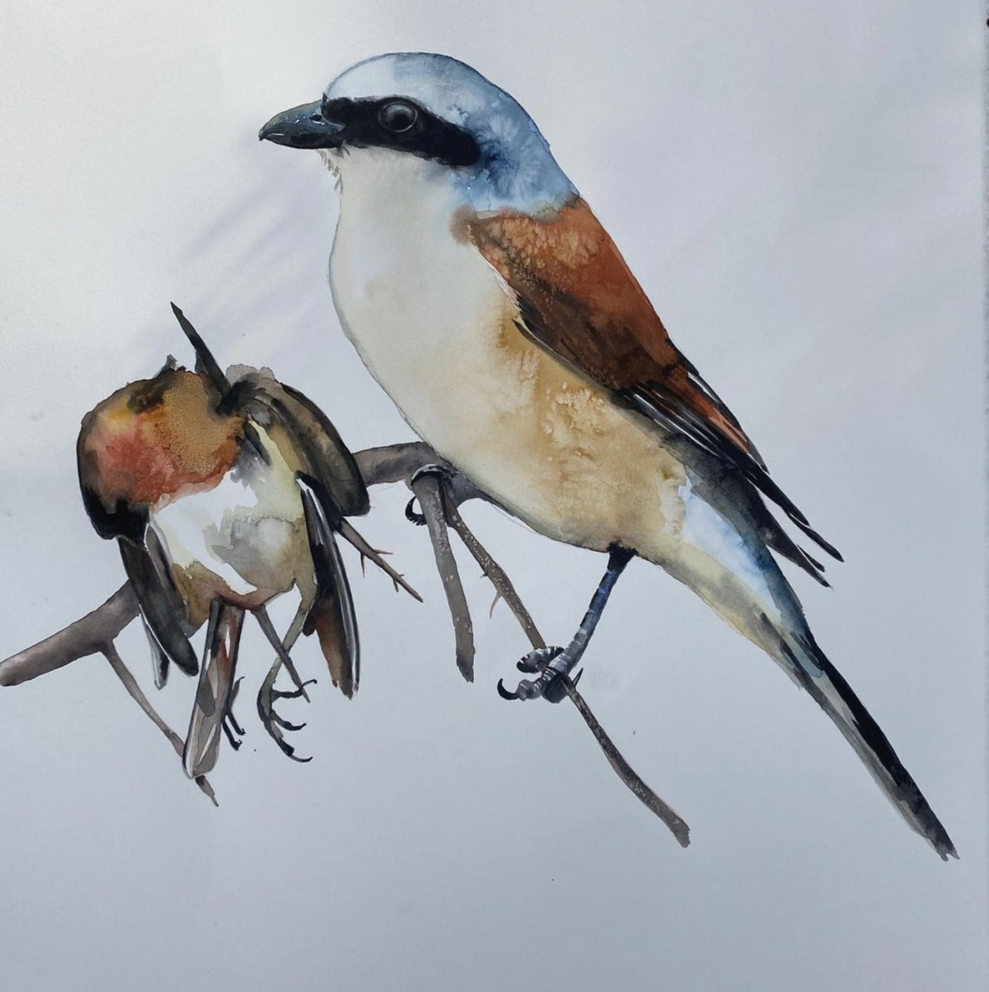 Jim Moir, Red Backed Strike with Dead Robin