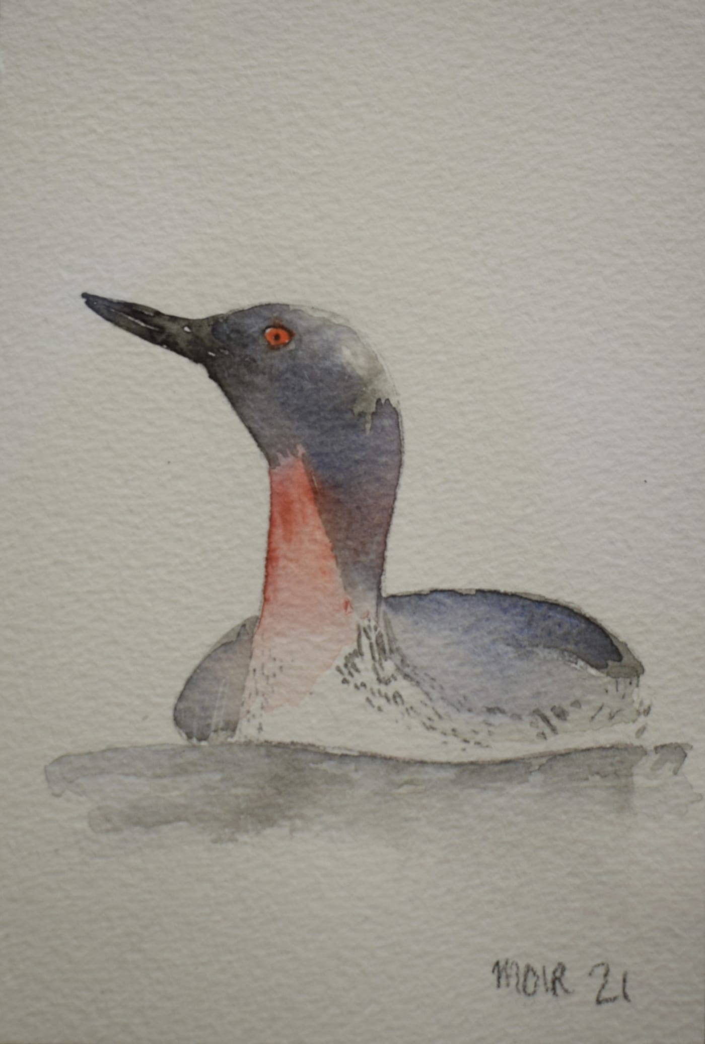 Jim Moir, Red Throated Diver