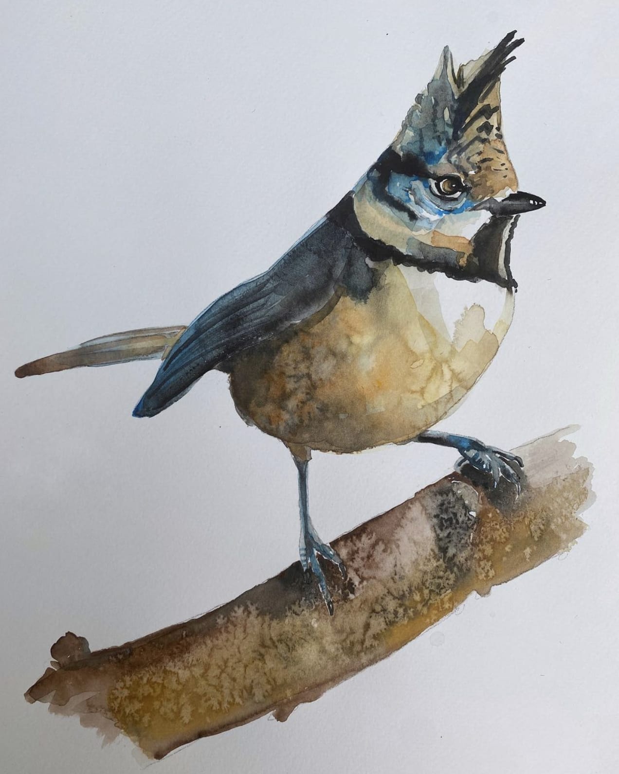 Jim Moir, Crested Tit