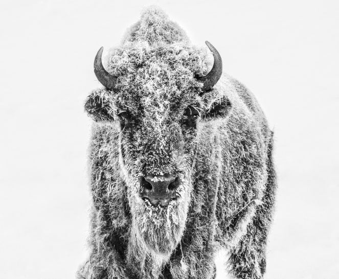 David Yarrow, Ice Age #6/12