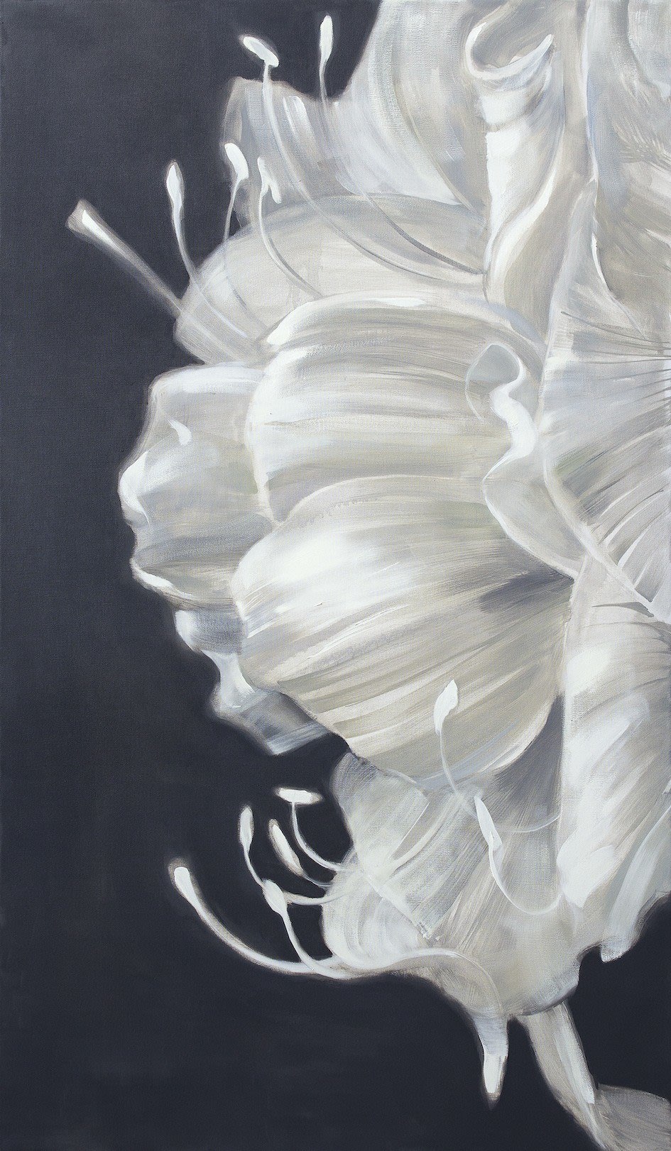 Dita Luse, Amaryllis, 2019