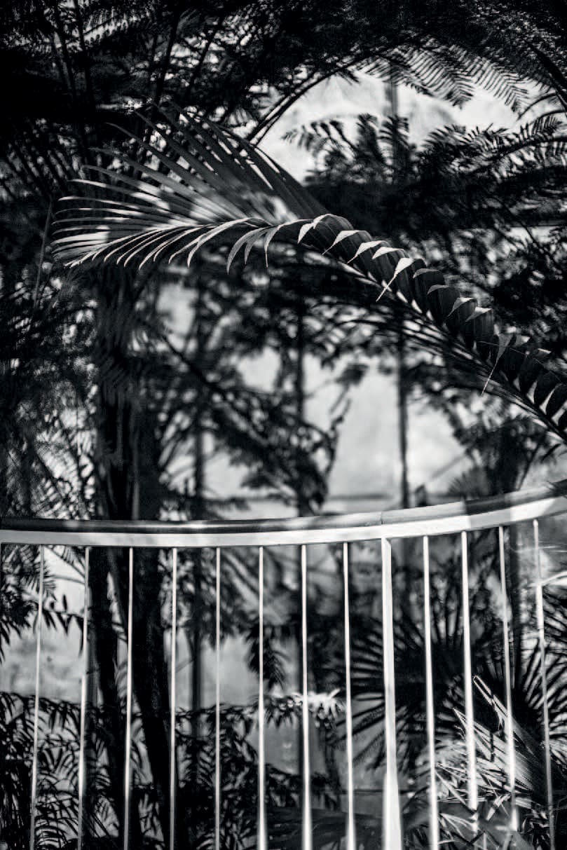 KOKA RAMISHVILI, Palm (Herbarium), 2016