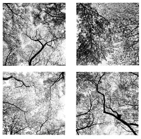 Harry Callahan, Atlanta 1991-1992 (Trees)