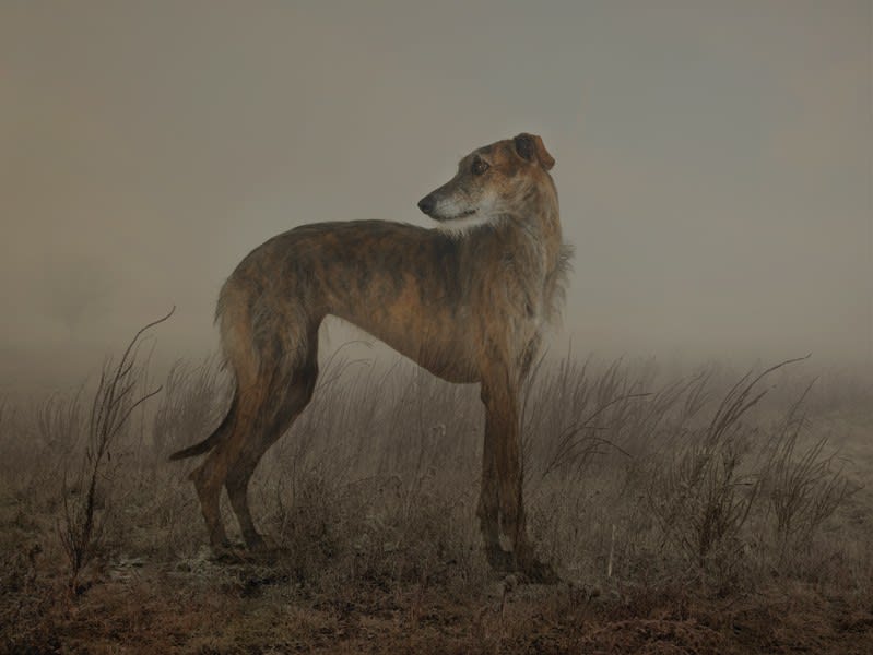 Rory Carnegie, Whisper at Port Meadow, 2015