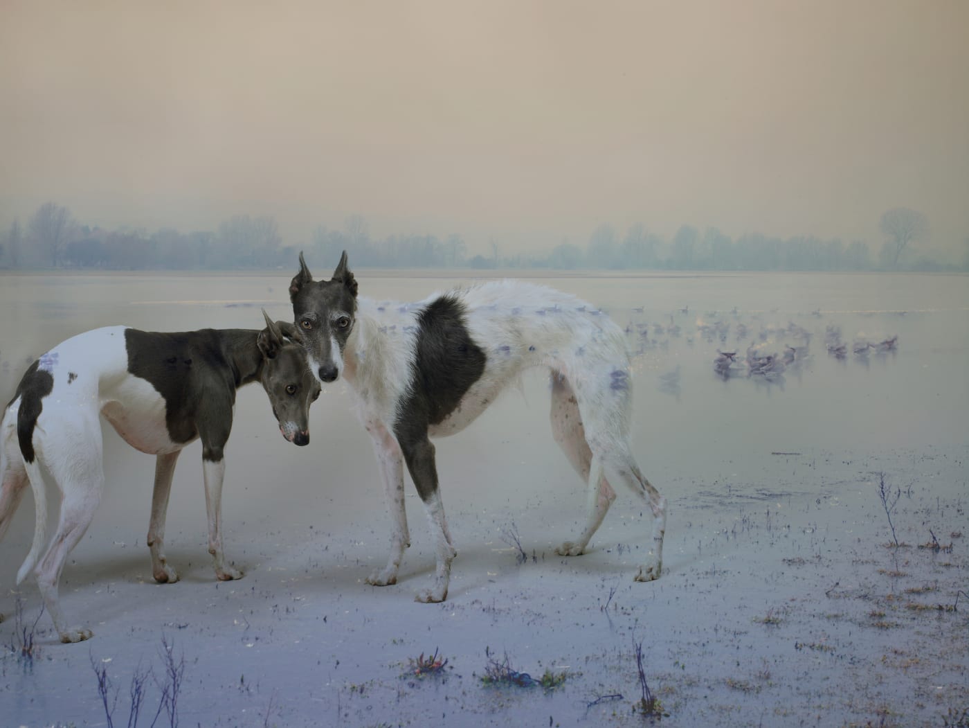 Rory Carnegie, Dolly and Nora at Port Meadow, 2015