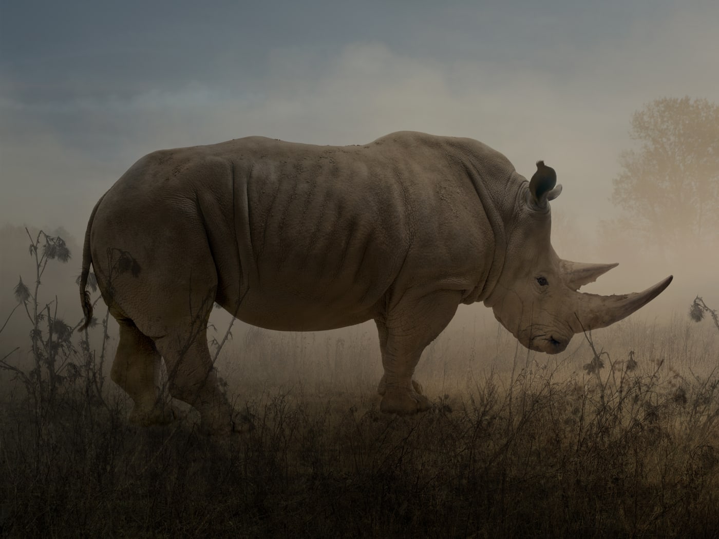 Rory Carnegie, Monty, Rhino, 2019