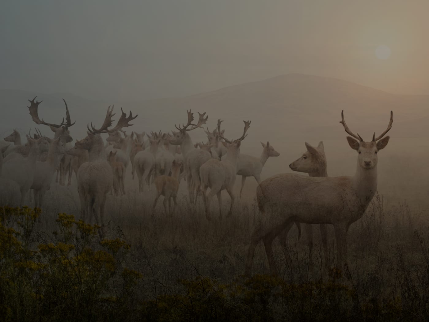 Rory Carnegie, White Fallow Deer, 2019