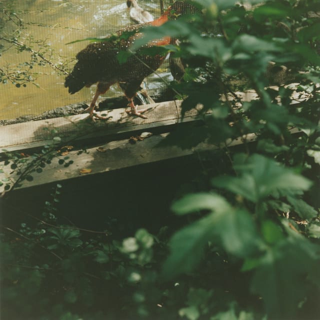 Mikiko Hara, Untitled, 2017