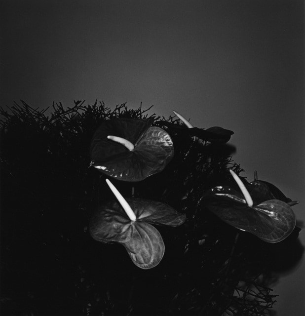 Issei Suda, Ginza, Chuo-ku, 1981, 1981
