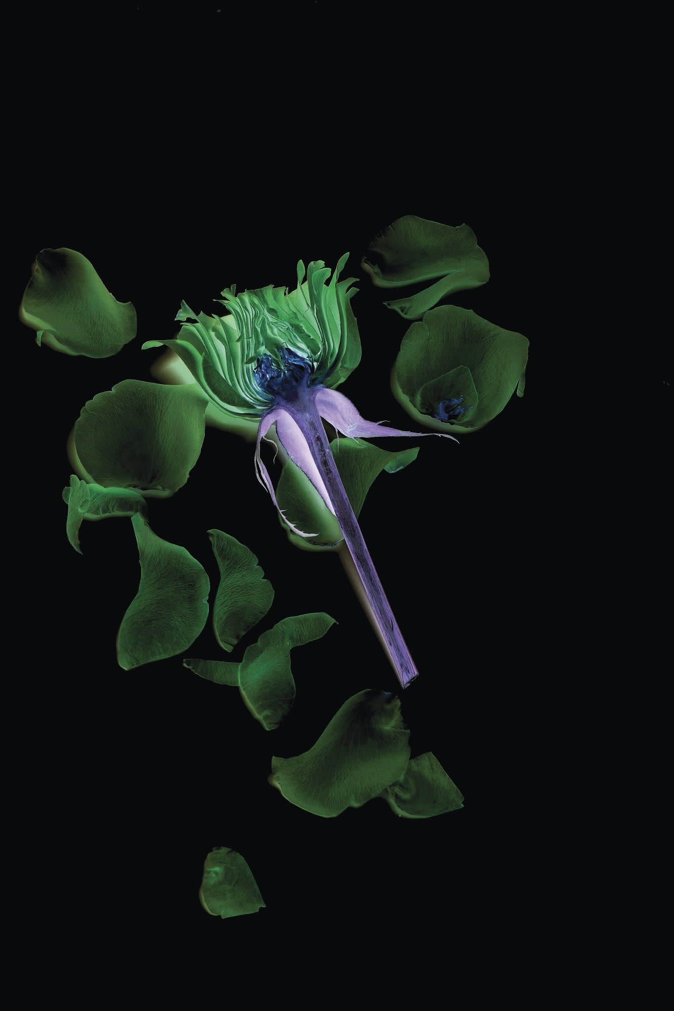 Murray Laidlaw, Rose B, 2019