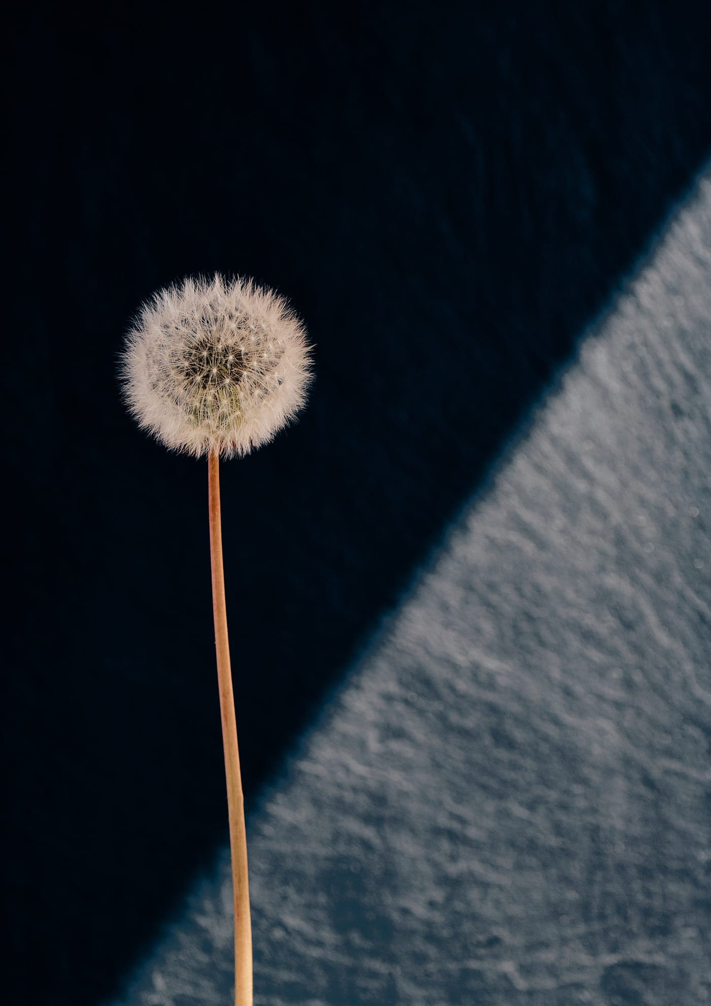 Murray Laidlaw, Dandelion I, 2019