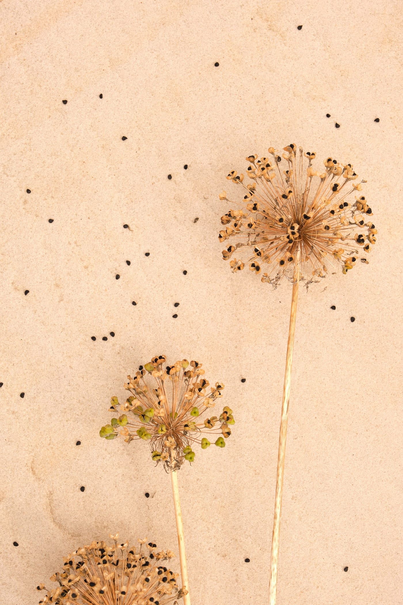 Photo: Murray Laidlaw, Allium Seeds II, 2019