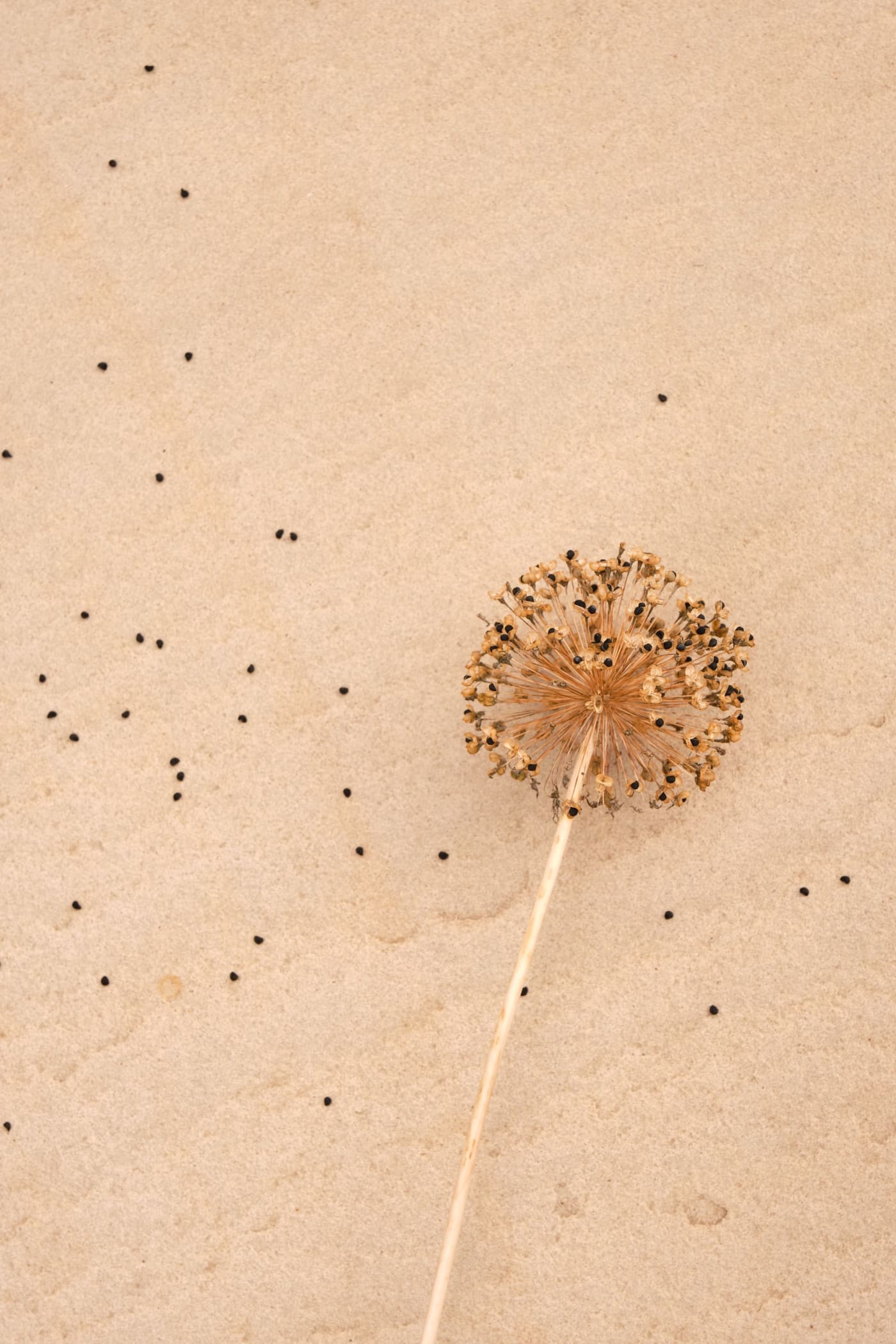 Murray Laidlaw, Allium Seeds I, 2019