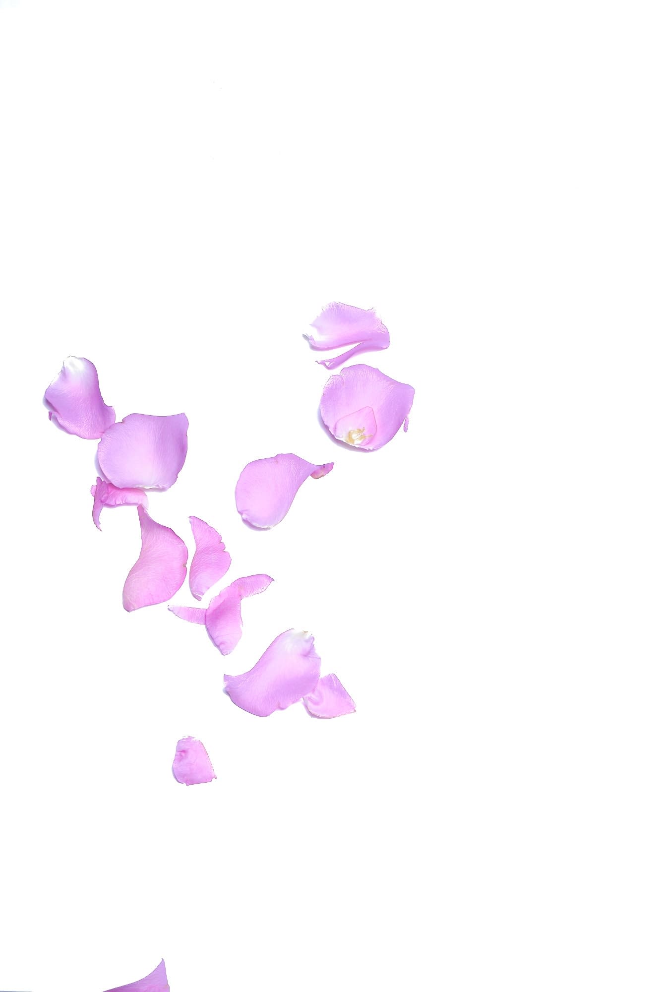 Murray Laidlaw, Petals, 2019