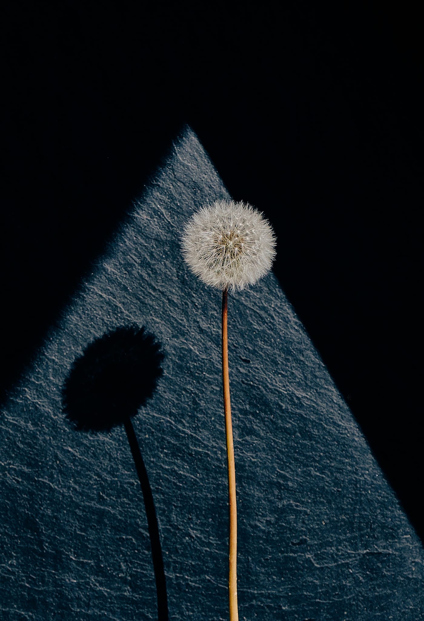 Murray Laidlaw, Dandelion III, 2019