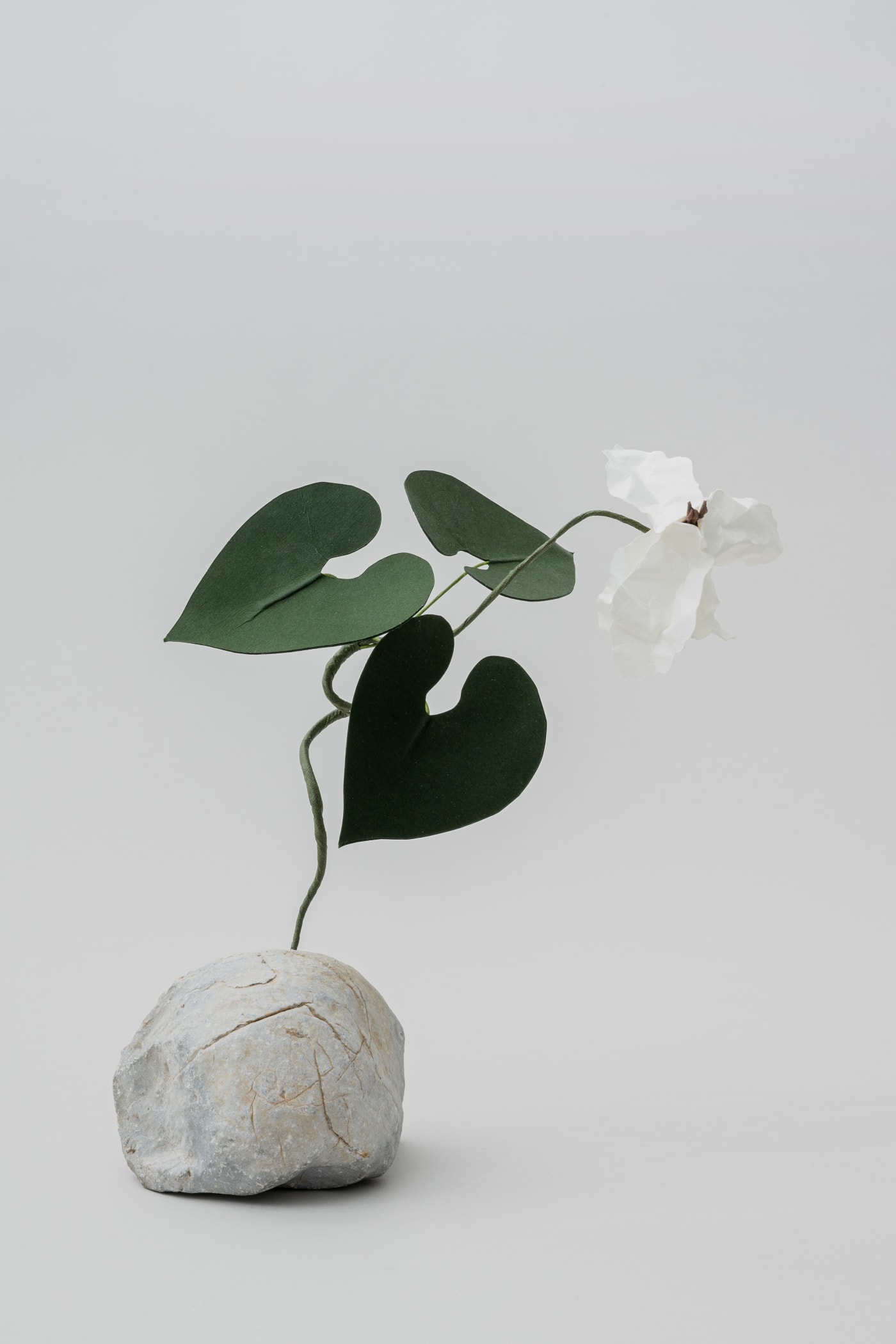 Megumi Shinozaki, Cyclamen, 2020