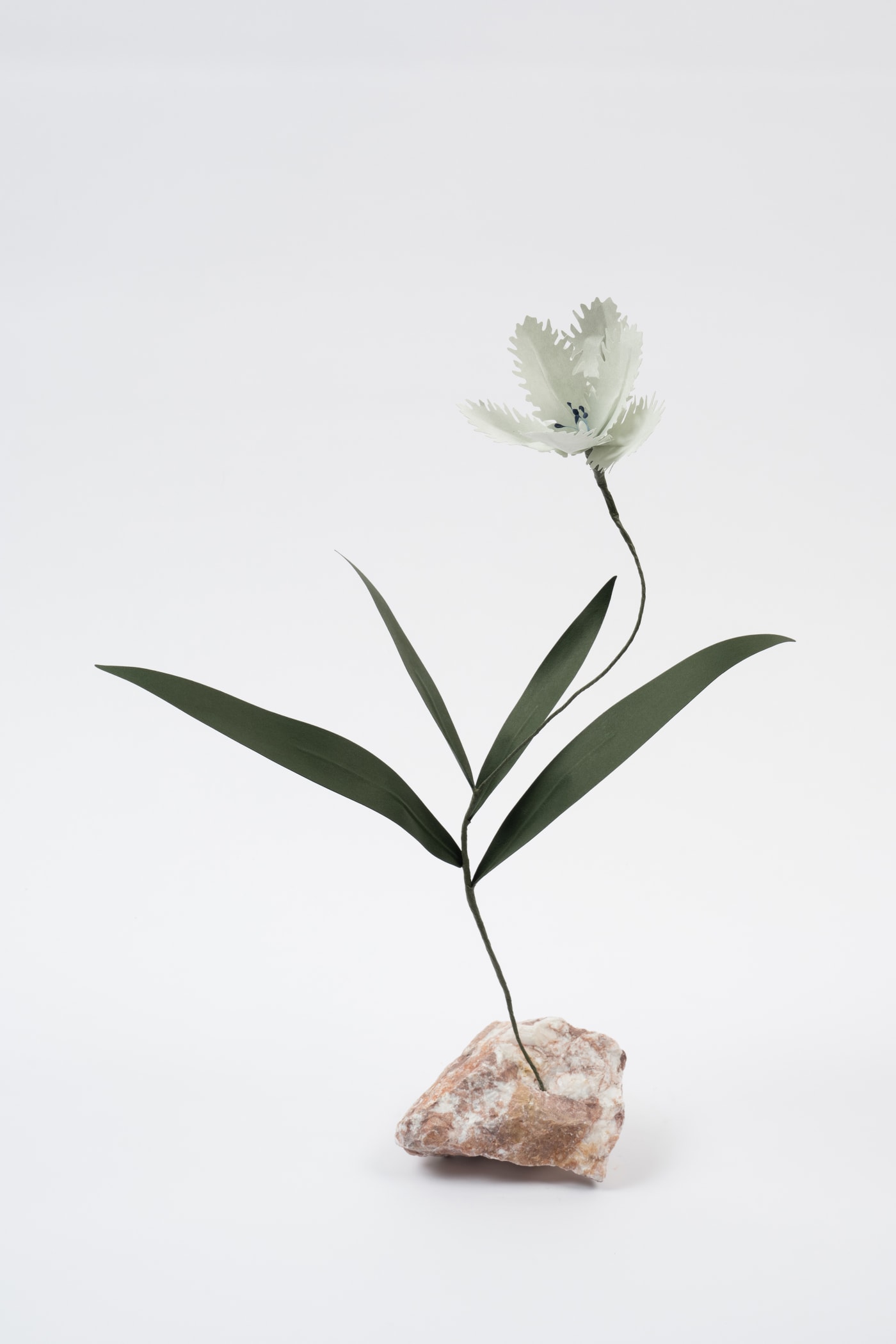 Megumi Shinozaki, Tulip, 2023