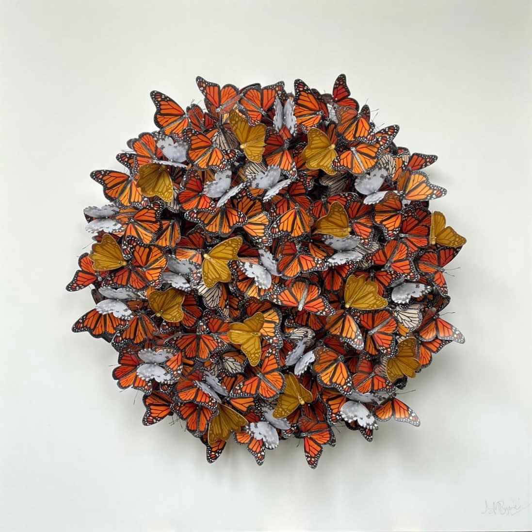 Daniel Byrne, Autumn Cluster