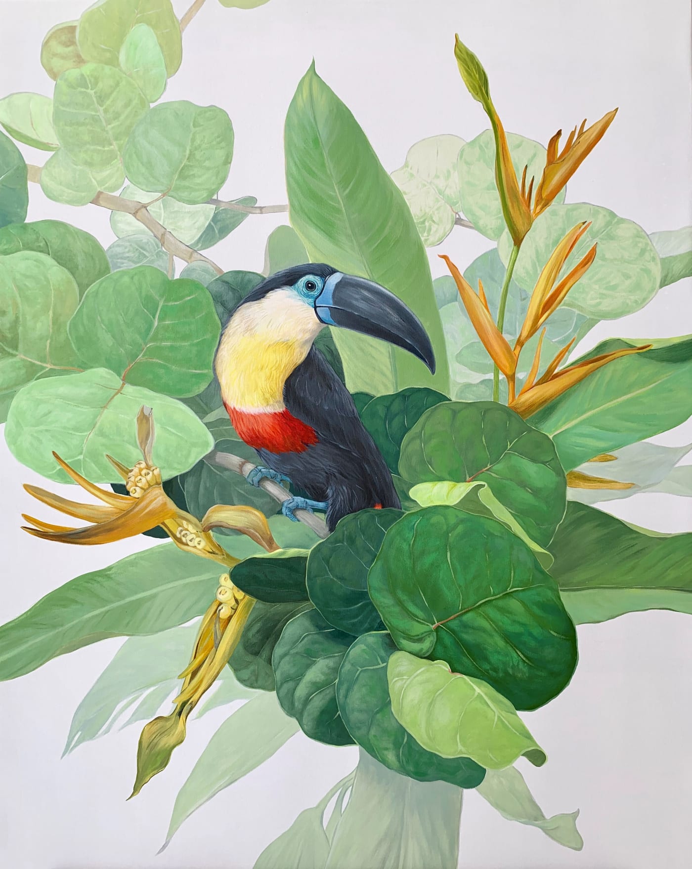 Gabriela Ezcurra, Channel Billed Toucan