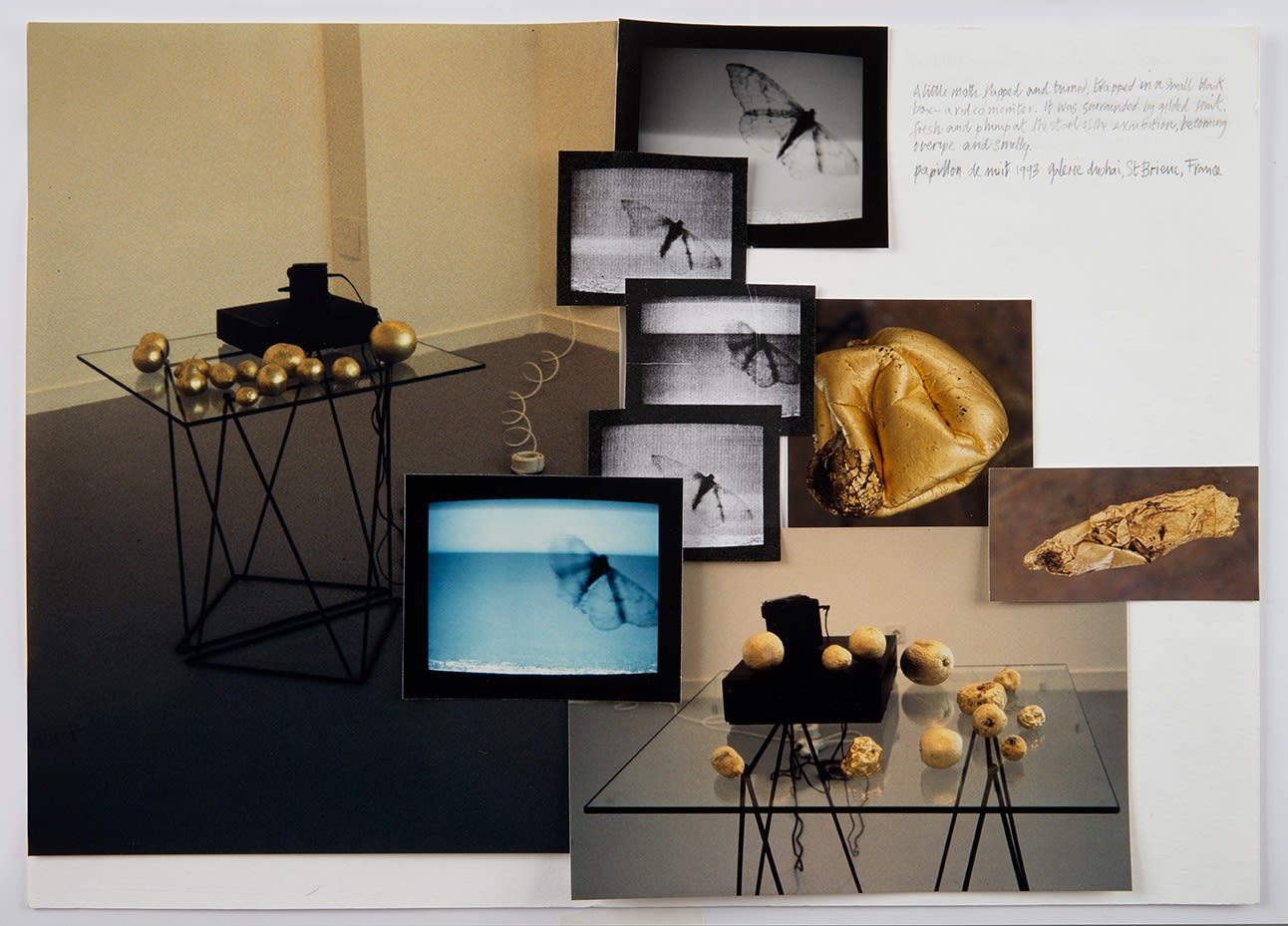 Shelagh WAKELY, Papillon de Nuit, 1993
