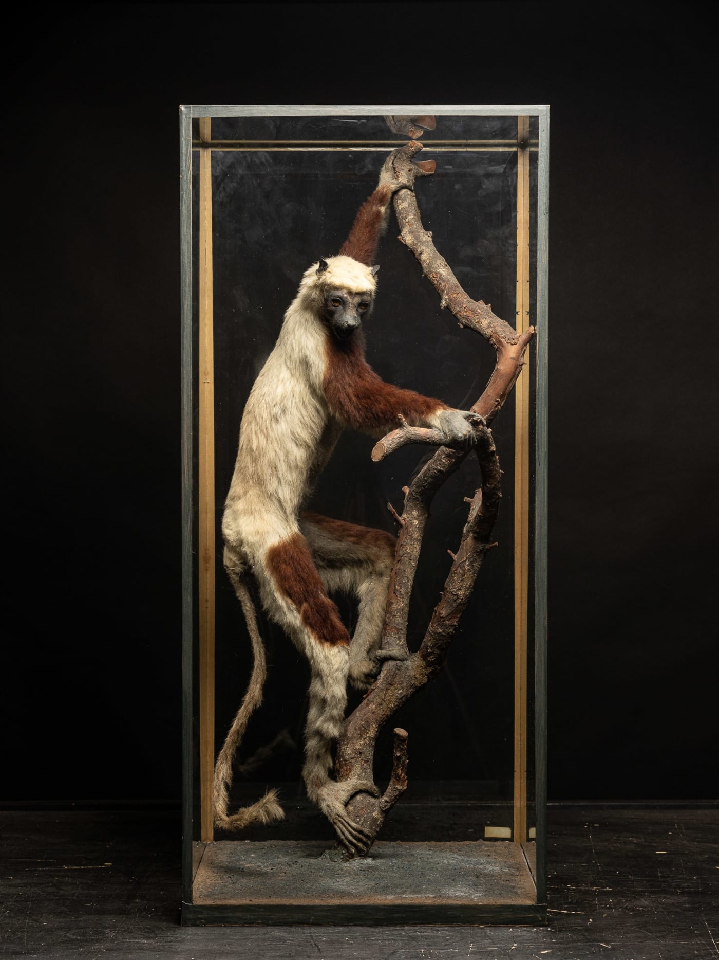 Rowland Ward 1880 taxidermy Showcase Coquerel's Sifaka (Propithecus coquereli)-small label inside.,