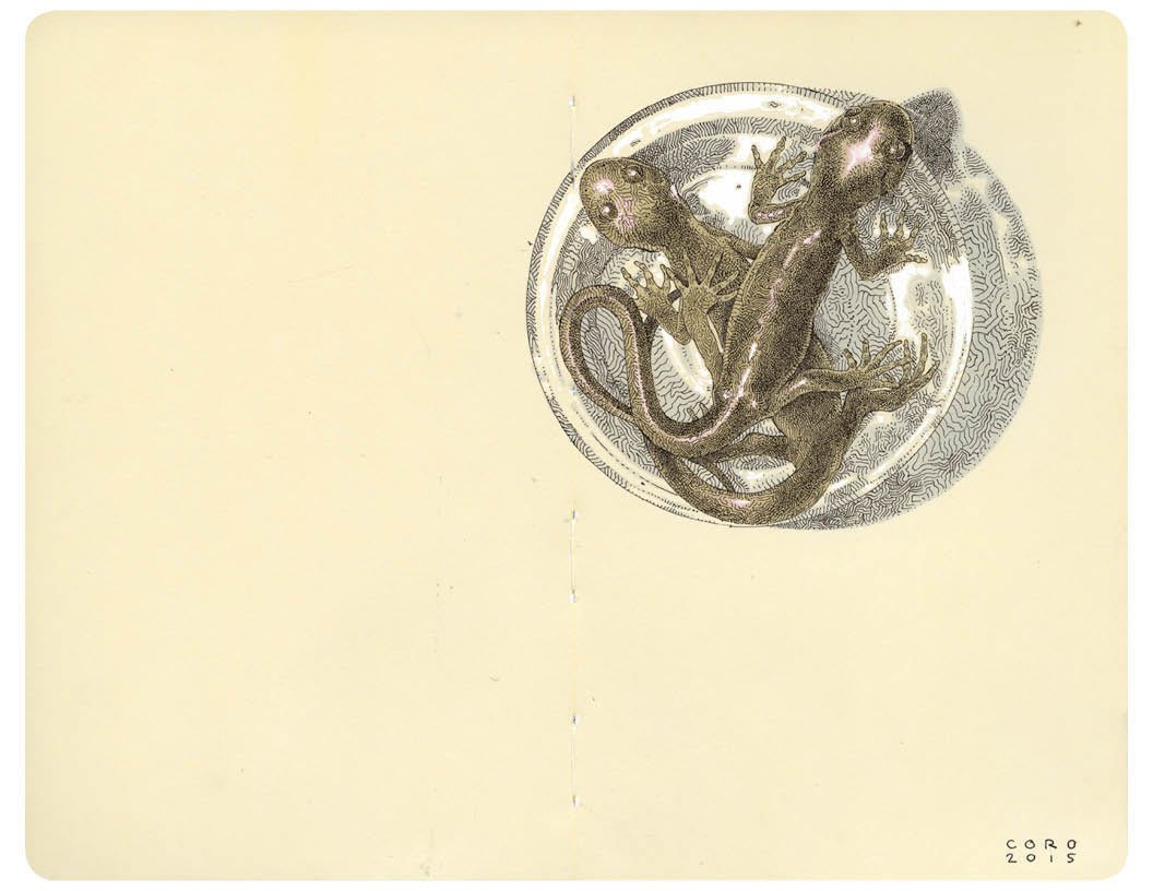 Justin Coro Kaufman, Northwestern Salamanders, 2015