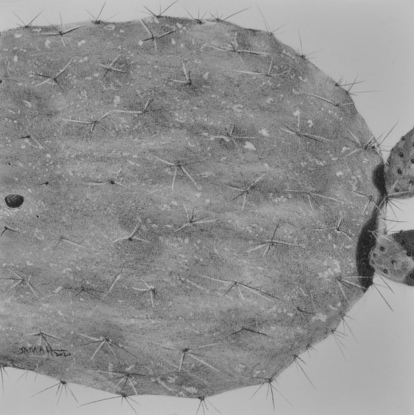 Samah Shihadi, Terra Studies 15, 2020