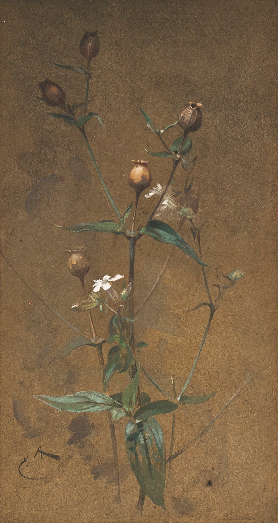 Edwin Alexander RSA RSW, White Campion