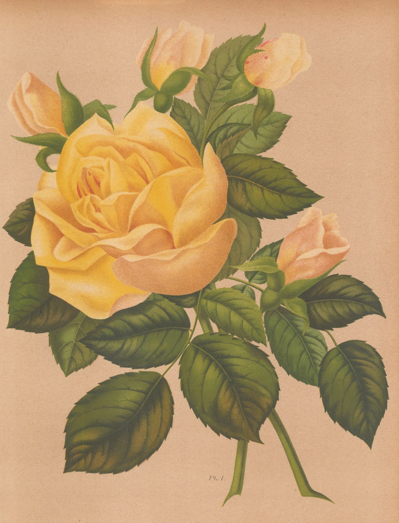 Harriot, Rose, 1904