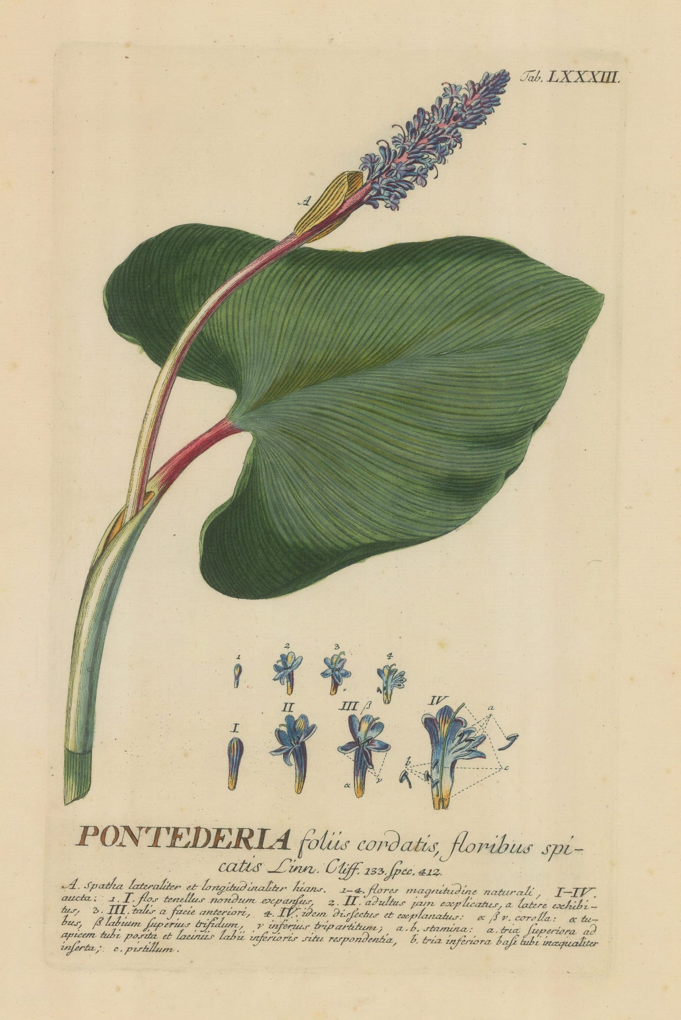 George Dionysus Ehret, Pickerelweed, 1752