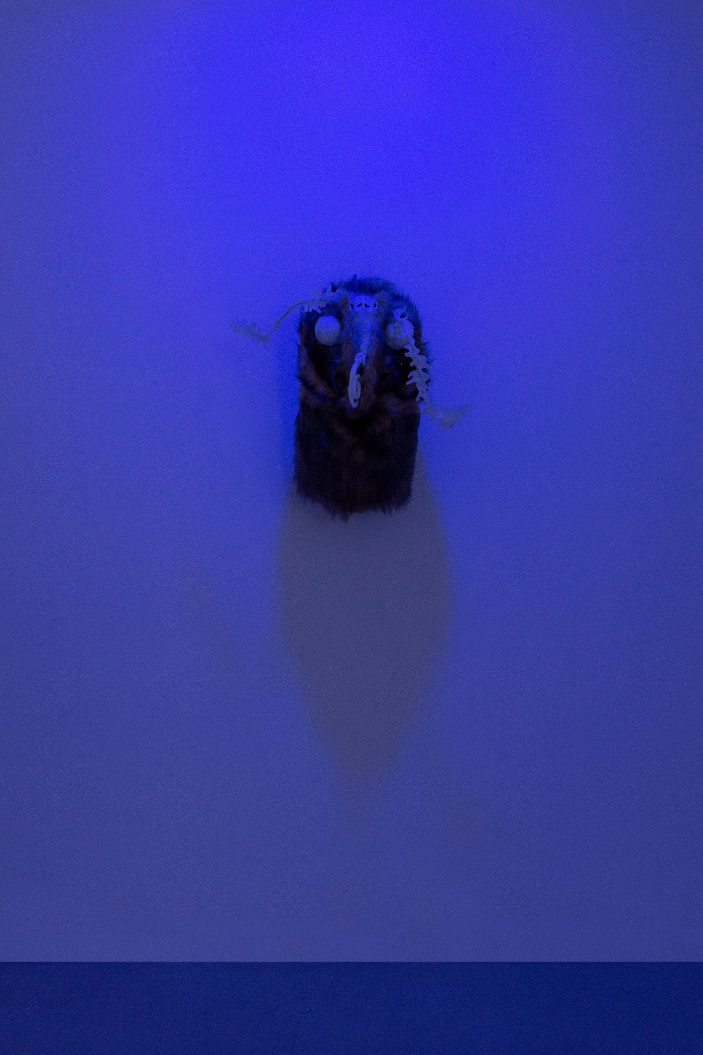The moth and the bat flying to the light