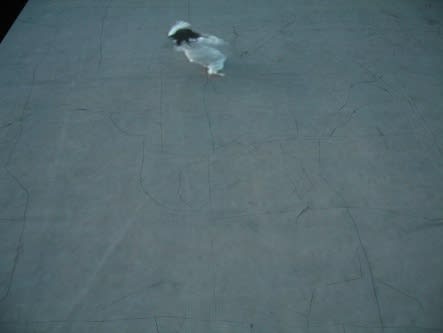 SHILPA GUPTA, HALF WIDOWS, 2006