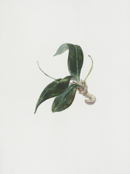 Ruby Unkyung HUR: Botanimal Garden