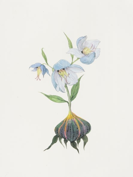 Ruby Unkyung HUR: Botanimal Garden