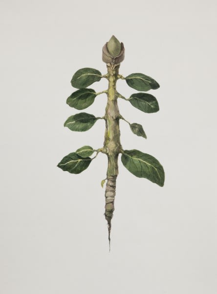 허은경: Botanimal Garden