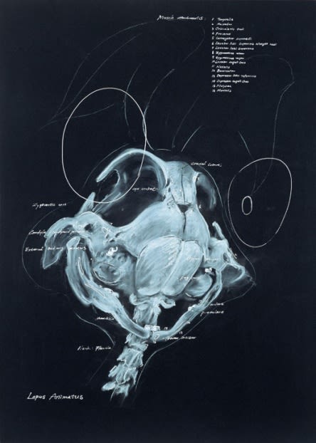 LEE HYUNGKOO, B08, 2006