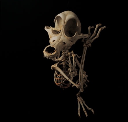 LEE HYUNGKOO, CAINS LATRANS ANIMATUS, 2005-2006