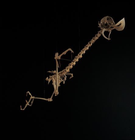 LEE HYUNGKOO, GEOCOCCYX ANIMATUS, 2005-2006