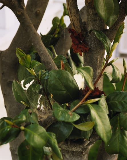 ROE ETHRIDGE, OLD COBWEB, 2005