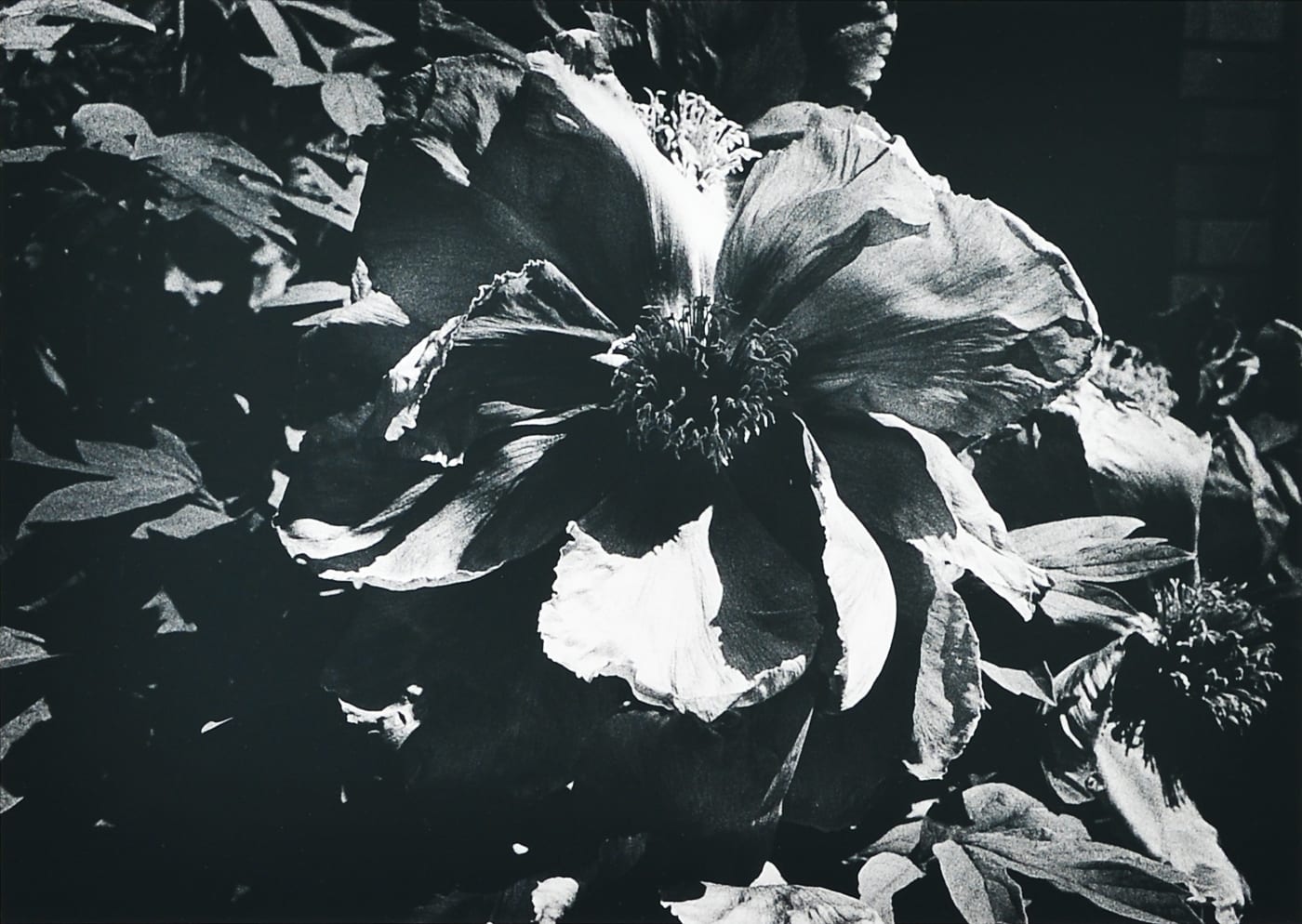 Daido Moriyama, "Light and Shadow 1: (Flower)", 1981