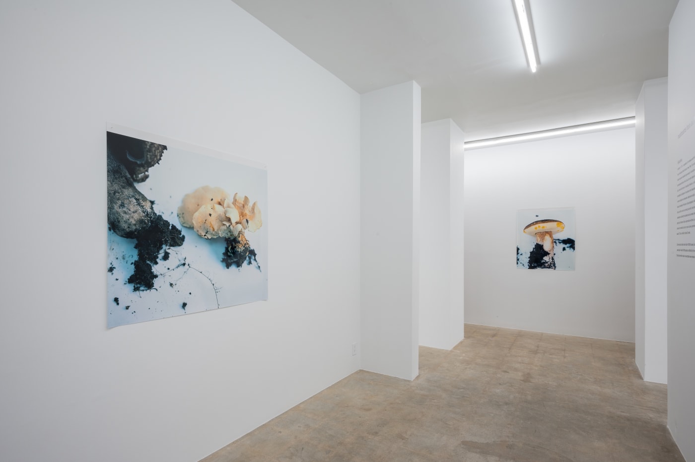 Takashi Homma