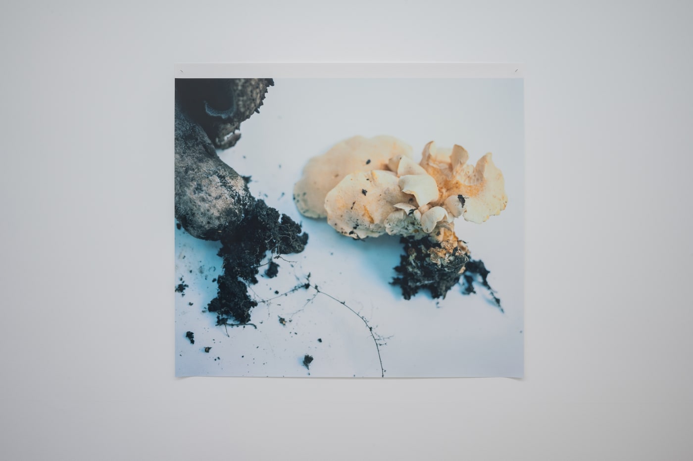 Takashi Homma