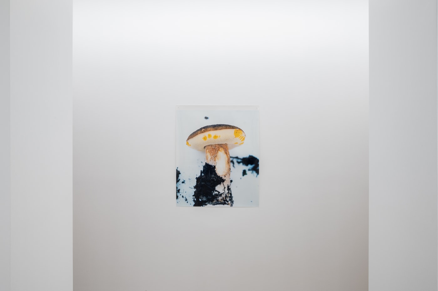 Takashi Homma