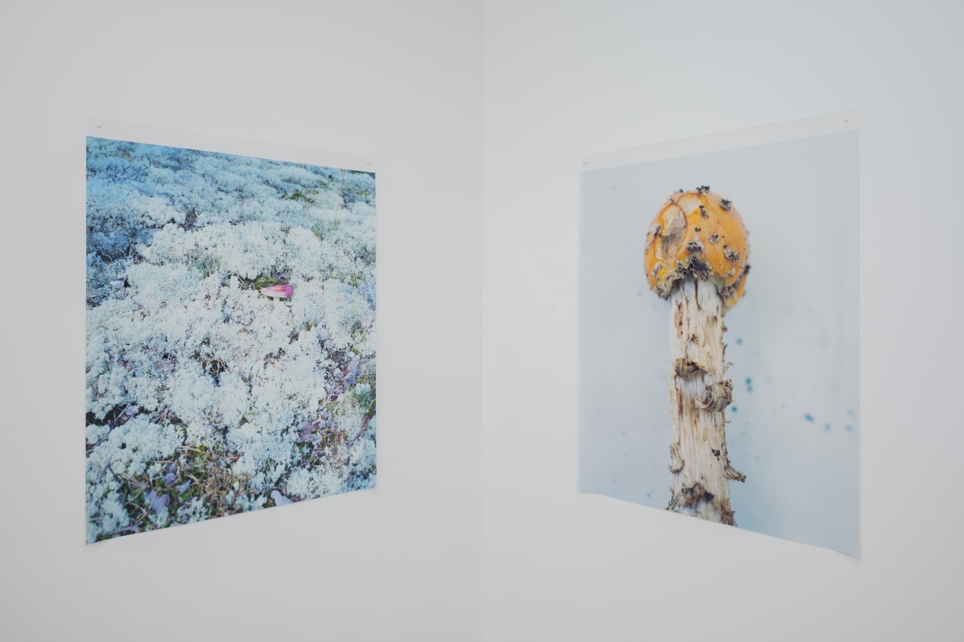 Takashi Homma