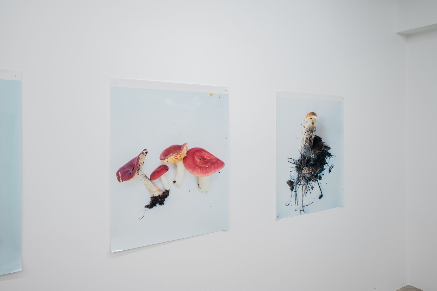 Takashi Homma