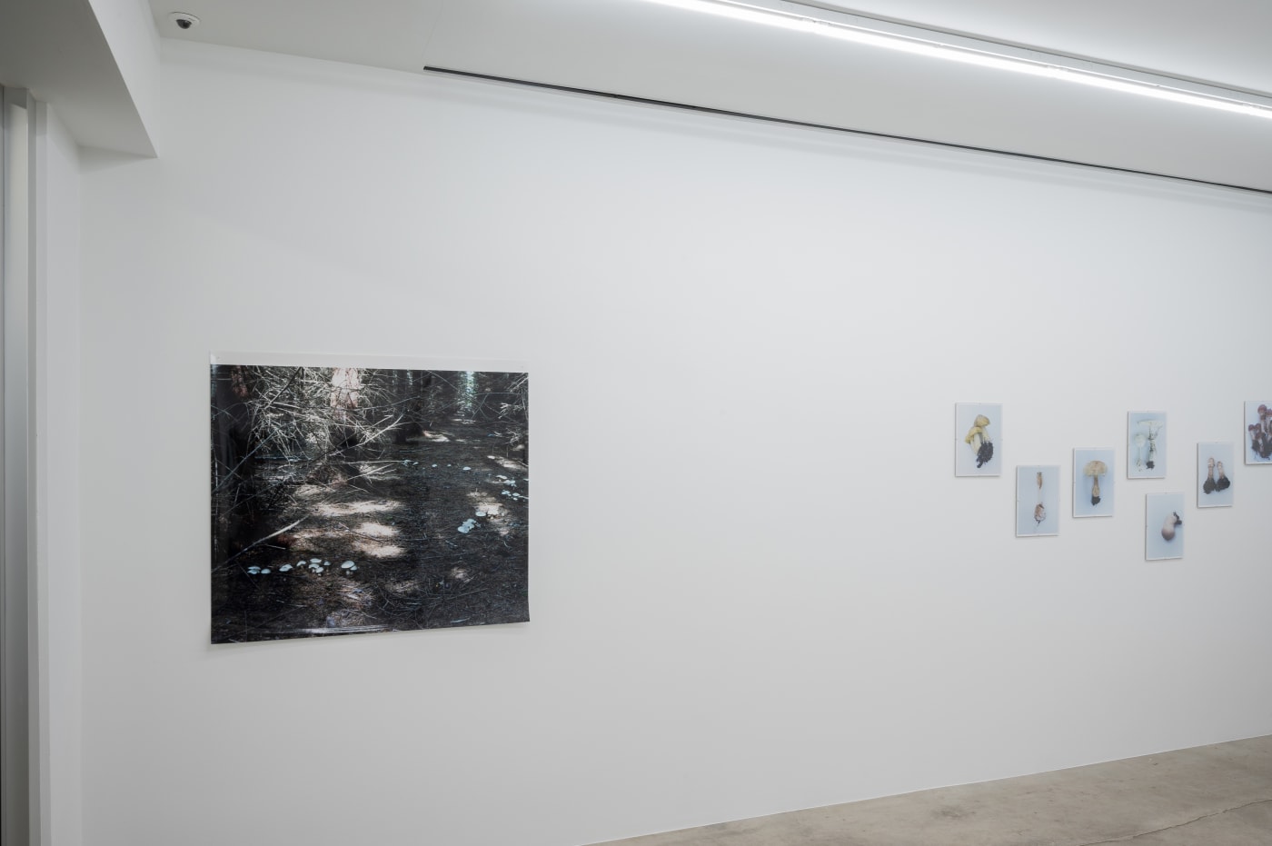 Takashi Homma