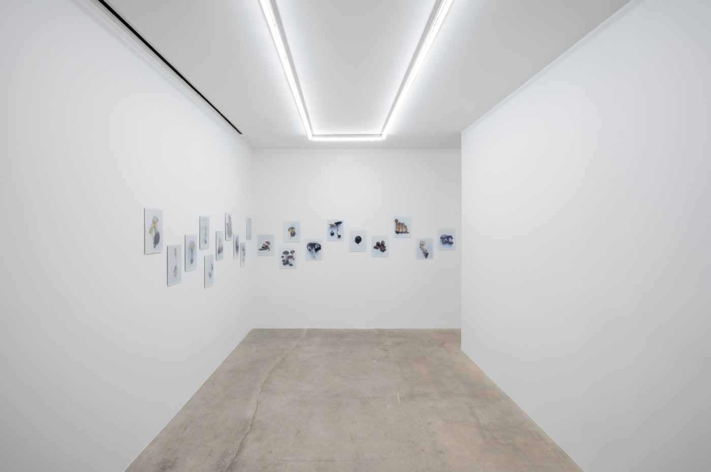 Takashi Homma